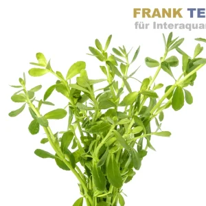 Jetzt Bestellen Kleines Fettblatt, Bacopa monnieri, Bund
